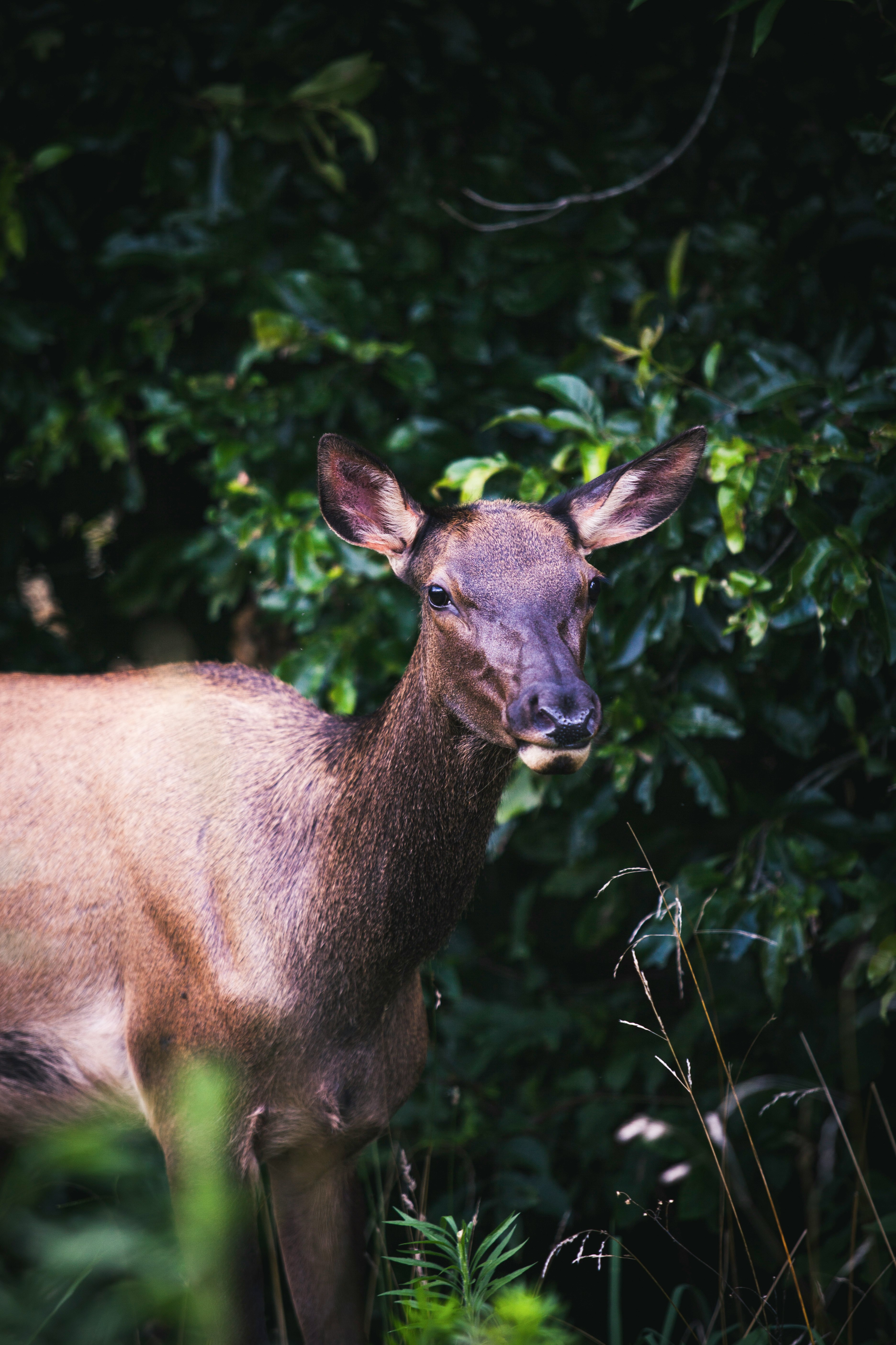 brown deer